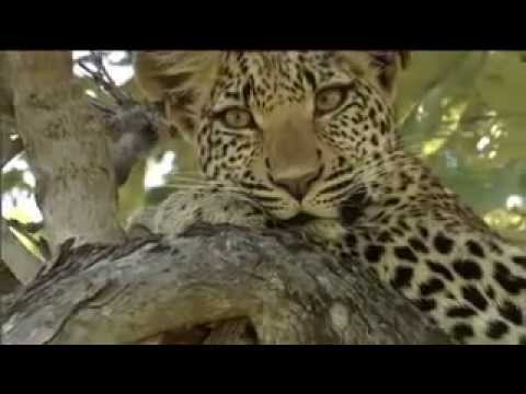 Trailer Eye of the Leopard
