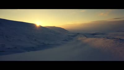 Trailer Polar Bear
