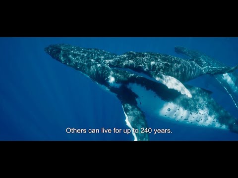 Trailer Whale Nation (Les gardiennes de la planète)