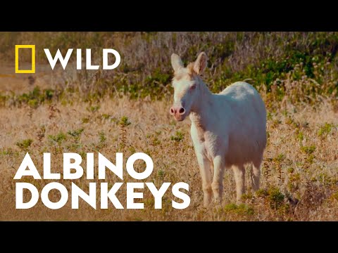 Trailer Ark of Stone: The Voyage of Sardinia (Sardinien - Arche aus Stein)