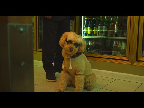 Trailer Dog Fugitive