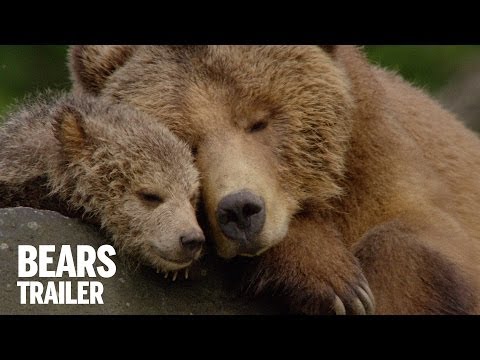 Trailer Bears