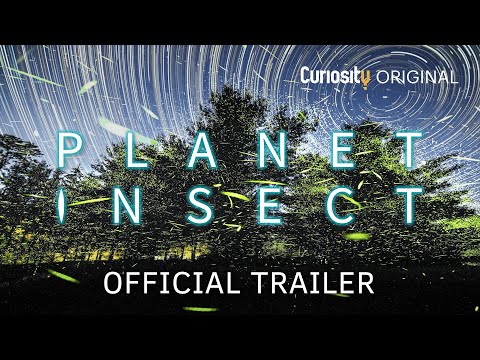 Trailer Planet Insect