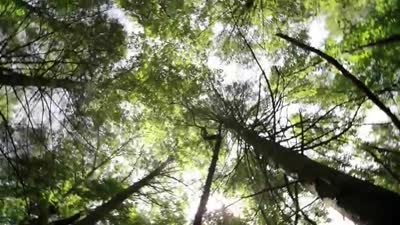 Trailer Beacon Point