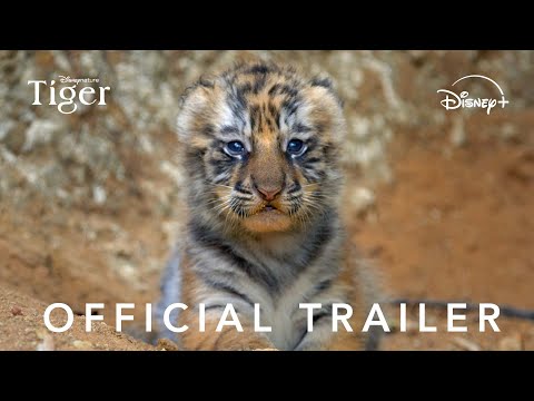 Trailer Tiger