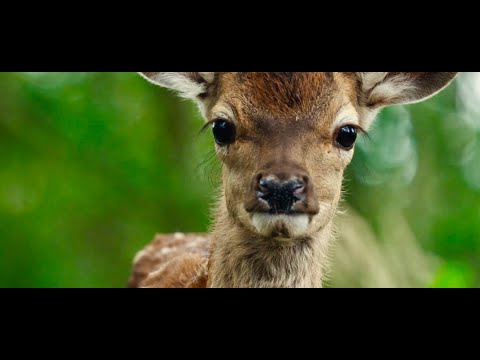 Trailer Bambi, l'histoire d'une vie dans les bois