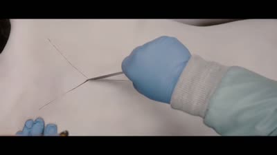 Trailer The Autopsy of Jane Doe