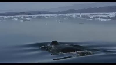Trailer Wonders of the Arctic