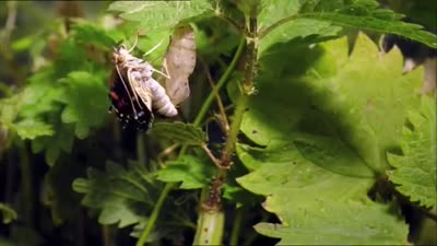 Trailer David Attenborough's Natural Curiosities