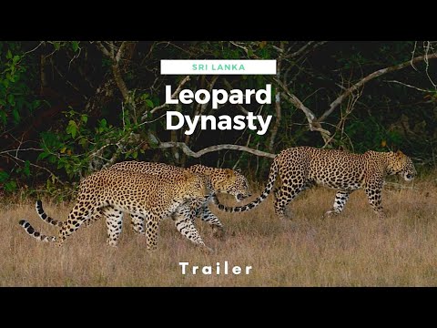 Trailer Sri Lanka: Leopard Dynasty