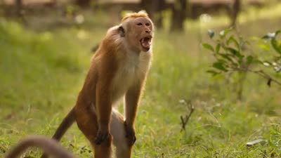 Trailer Monkey Kingdom
