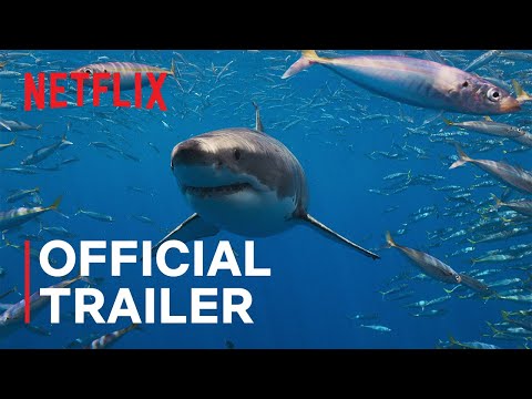 Trailer All the Sharks
