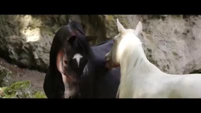 Trailer Windstorm 2