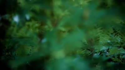 Trailer Tanna