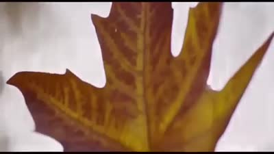 Trailer Fitoor