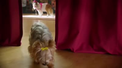 Trailer Pup Star