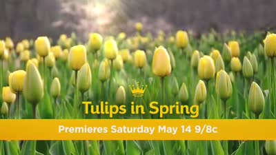 Trailer Tulips in Spring