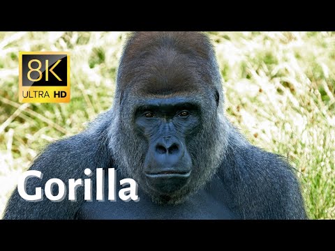 Trailer Gorillas Close Up