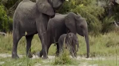 Trailer Naledi: A Baby Elephant's Tale