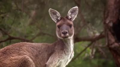 Trailer 72 Cutest Animals