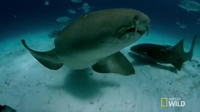 Trailer Mega Hammerhead