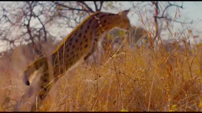 Trailer Earth: One Amazing Day