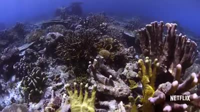 Trailer Chasing Coral