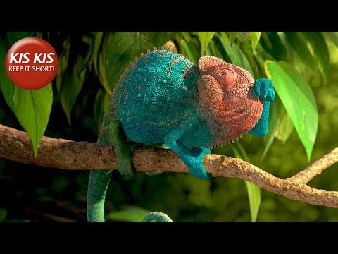 Trailer Our Wonderful Nature - The Common Chameleon