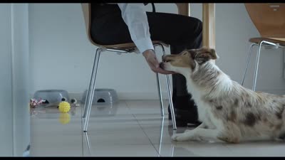 Trailer Pity