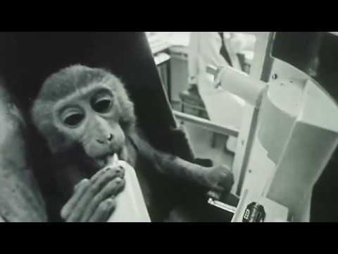 Trailer Tarzan's Testicles (Ouale lui Tarzan)
