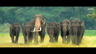 Trailer Junglee