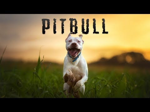 Trailer Pitbull