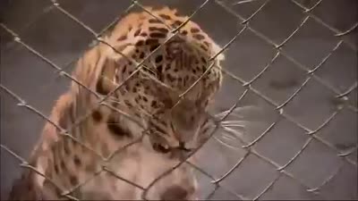 Trailer 72 Dangerous Animals: Asia
