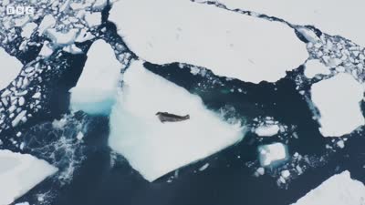 Trailer Frozen Planet II